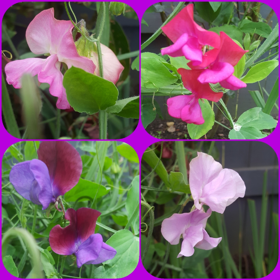 Lathyrus odoratus 'Bijou Compact' Mix', Sweet Pea Bijou Dwarf Mix in ...