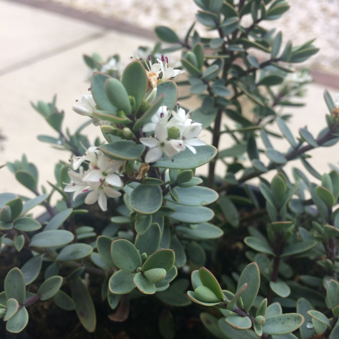 Shrubby Veronica Pagei in the GardenTags plant encyclopedia