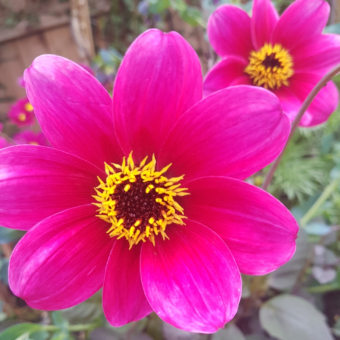 Dahlia Haresbrook in the GardenTags plant encyclopedia