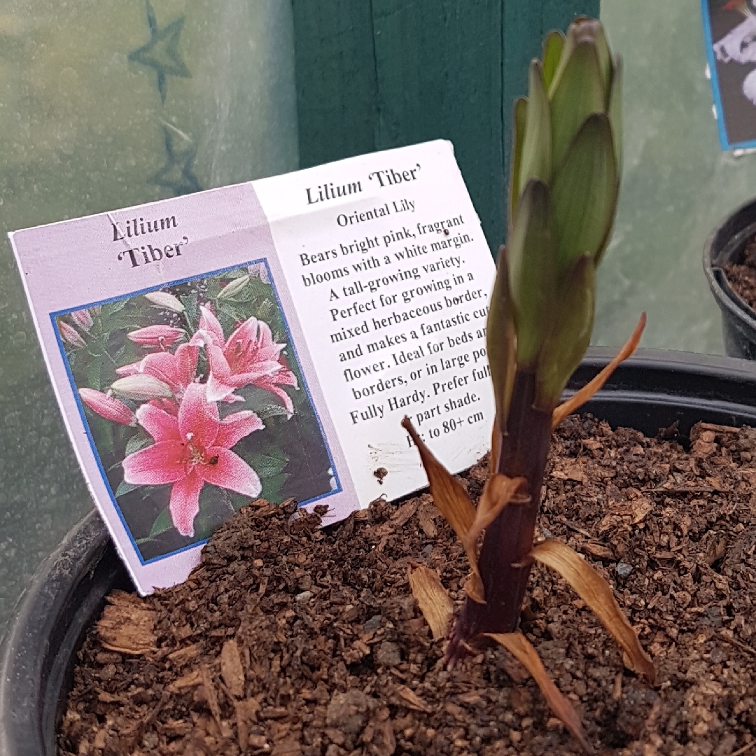 Lily Tiber (Oriental) in the GardenTags plant encyclopedia