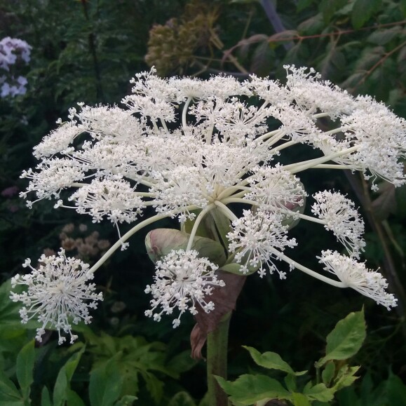 Angelica in the GardenTags plant encyclopedia