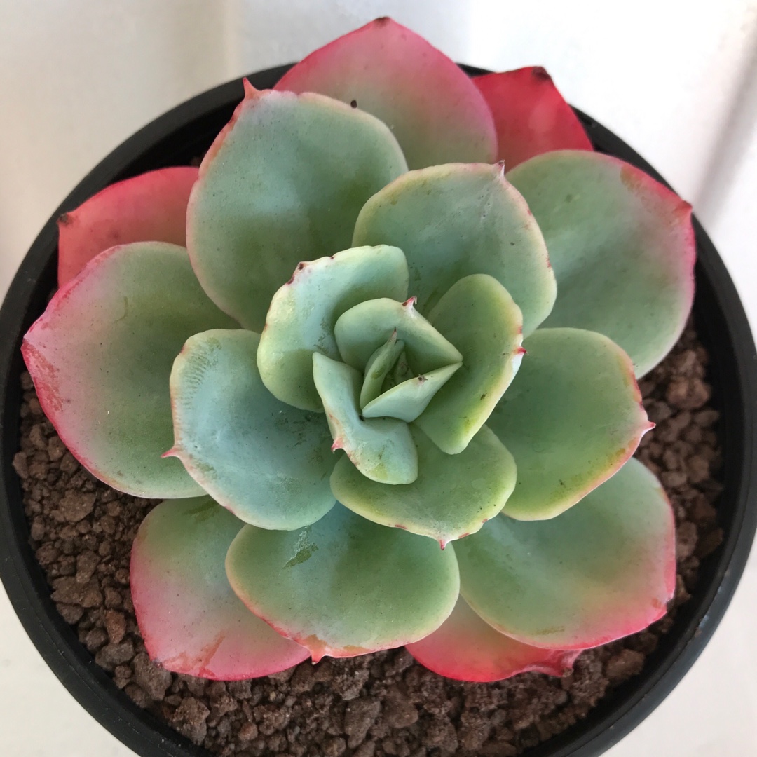 Echeveria Cloudburst in the GardenTags plant encyclopedia