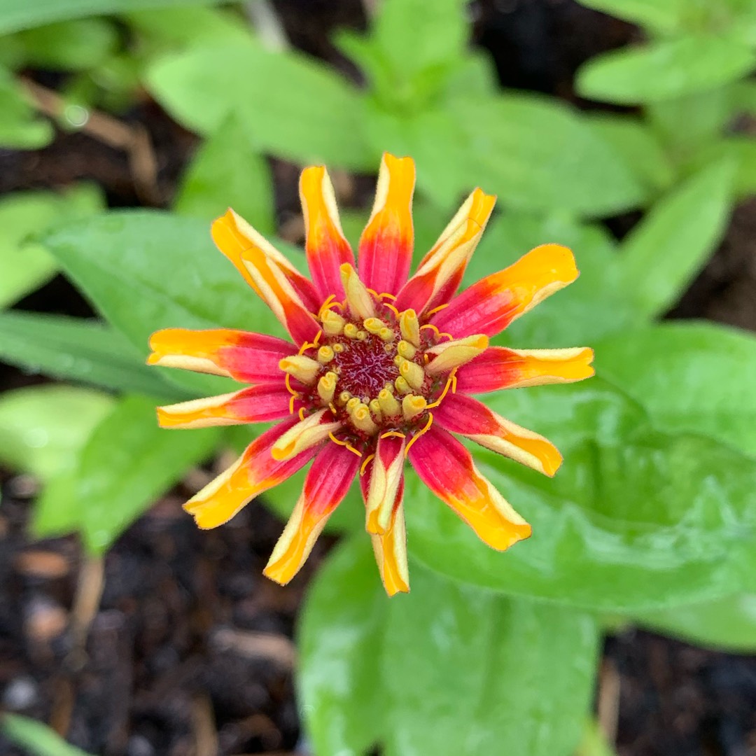 Zinnia Persian Carpet Mix in the GardenTags plant encyclopedia