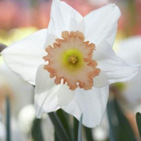 Daffodil Pink Smiles (Large-cupped) in the GardenTags plant encyclopedia