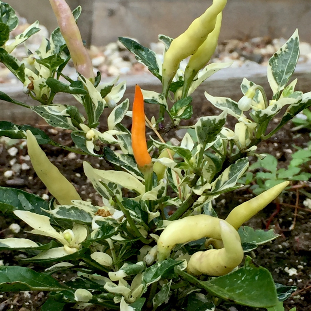 Hot Shu Pepper in the GardenTags plant encyclopedia