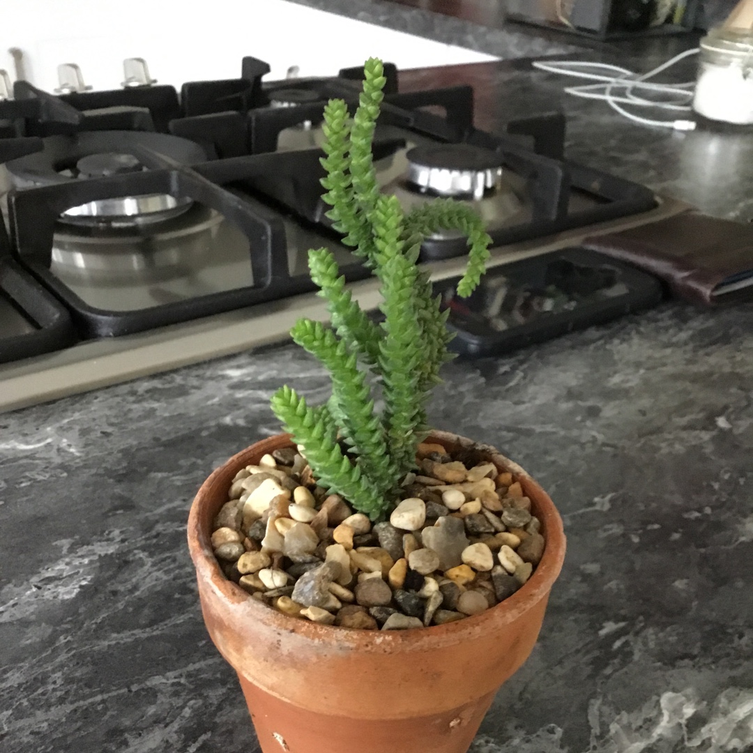 Crassula purpusii in the GardenTags plant encyclopedia