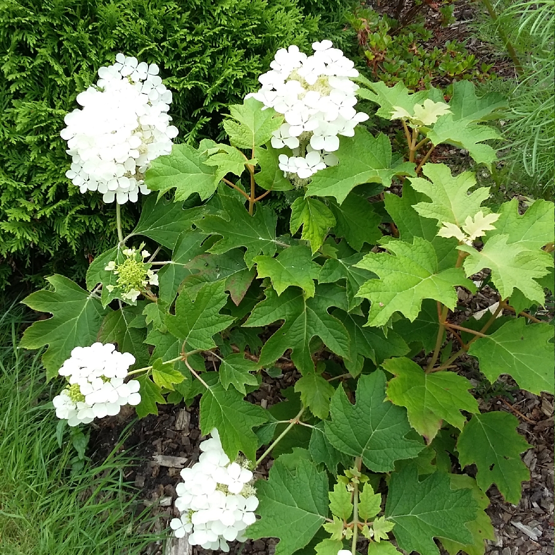 Oak-Leaf Hydrangea Pee Wee in the GardenTags plant encyclopedia