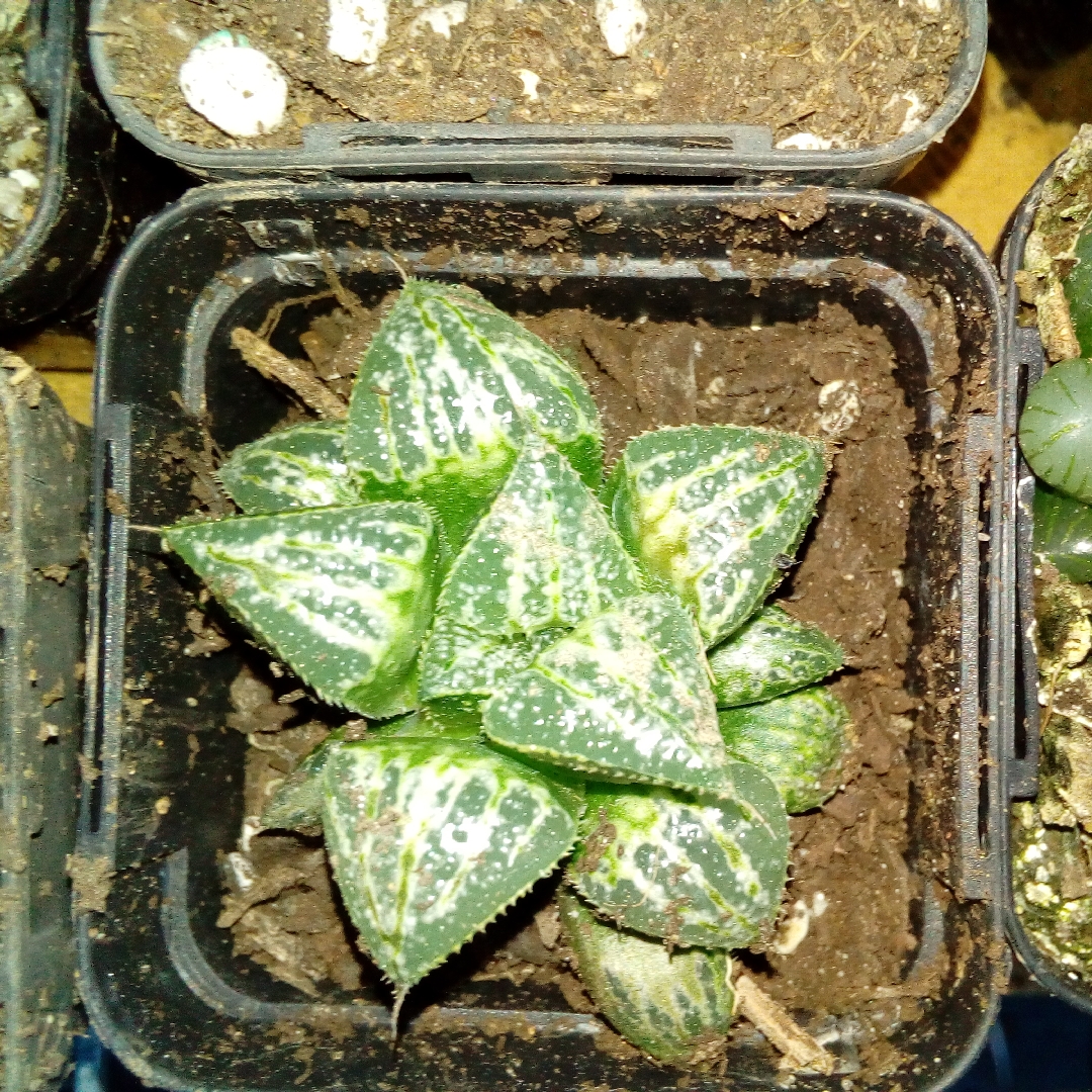 Haworthia Snow Scene in the GardenTags plant encyclopedia