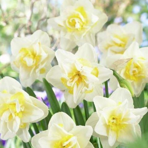 Daffodil White Lion (Double) in the GardenTags plant encyclopedia