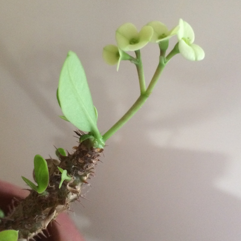 Crown-of-thorns Lutea in the GardenTags plant encyclopedia