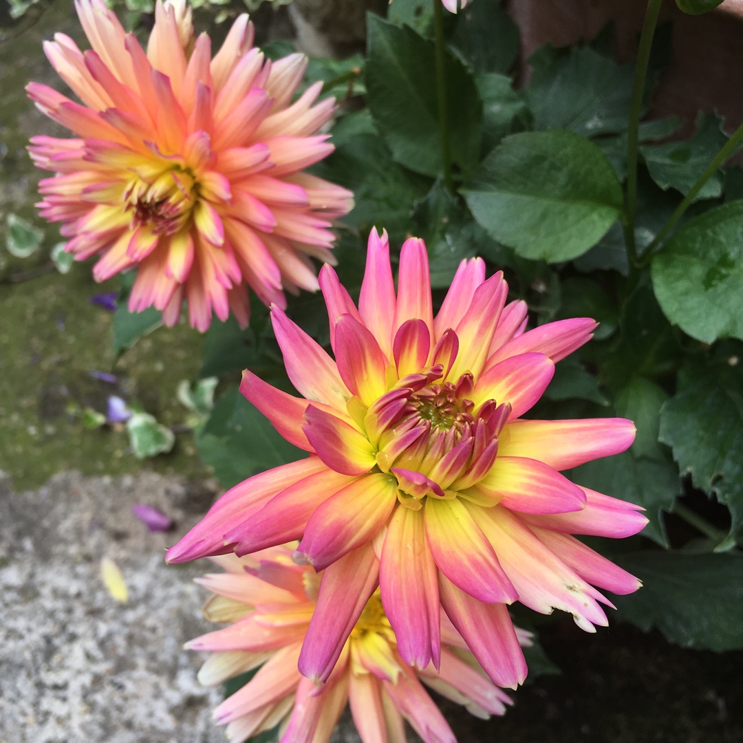 Dahlia XXL Sunset (Bedding) in the GardenTags plant encyclopedia