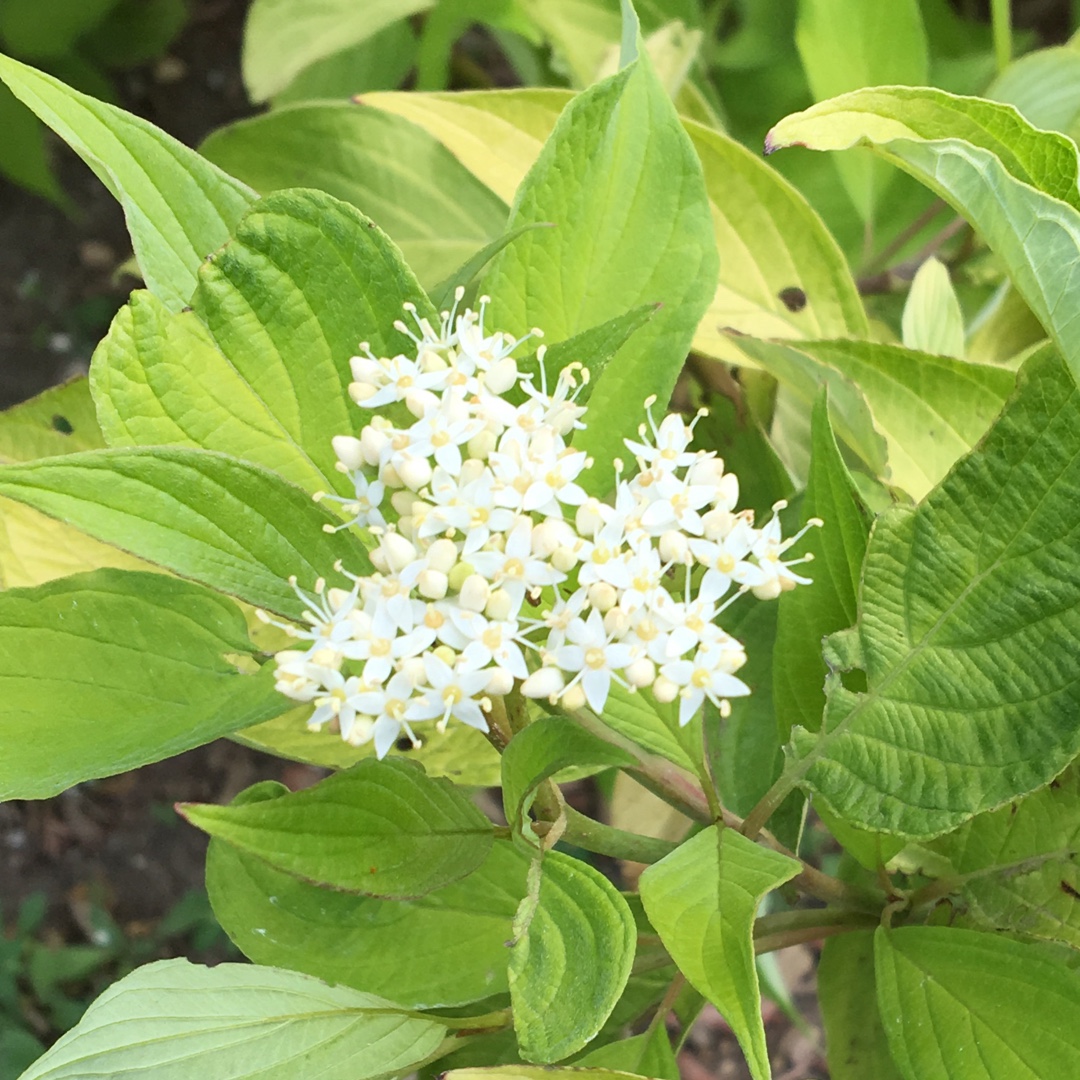 Prairie Fire Dogwood in the GardenTags plant encyclopedia