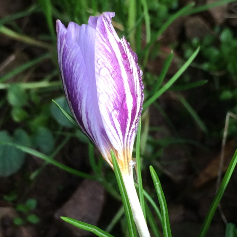 Crocus (Species) Smooth Crocus Fontenayi in the GardenTags plant encyclopedia