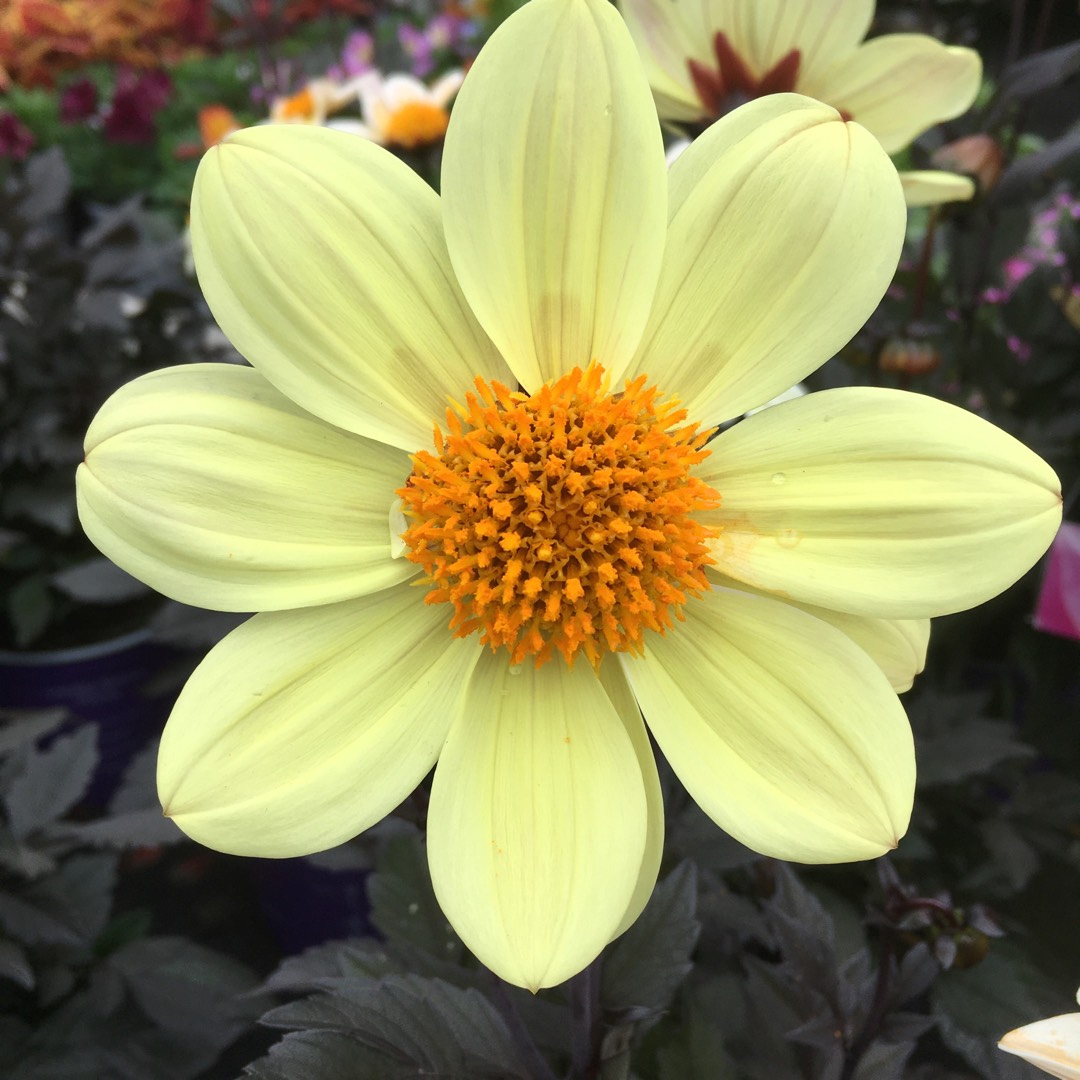 Dahlia Happy Days Lemon (Bedding) in the GardenTags plant encyclopedia