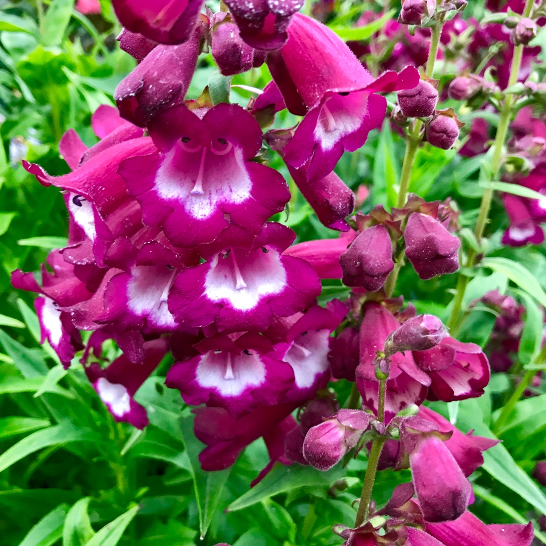 Beardtongue Phoenix Magenta in the GardenTags plant encyclopedia