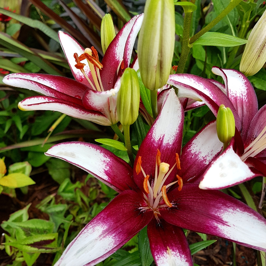 Lily Dixie Jass (Asiatic) in the GardenTags plant encyclopedia