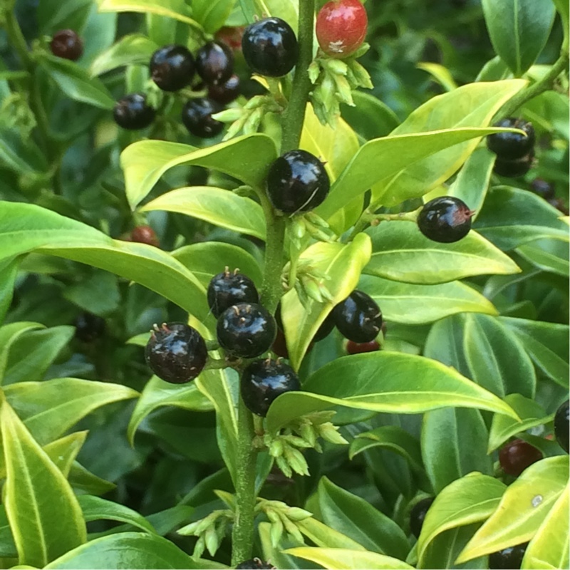 Sweet Box Confusa in the GardenTags plant encyclopedia