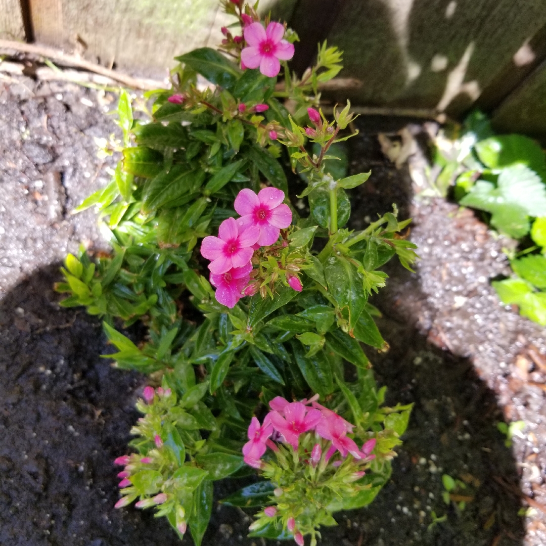 Phlox Early Dark Pink in the GardenTags plant encyclopedia