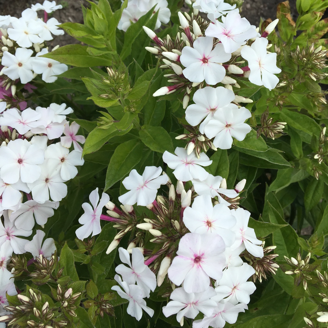 Phlox White Flame in the GardenTags plant encyclopedia