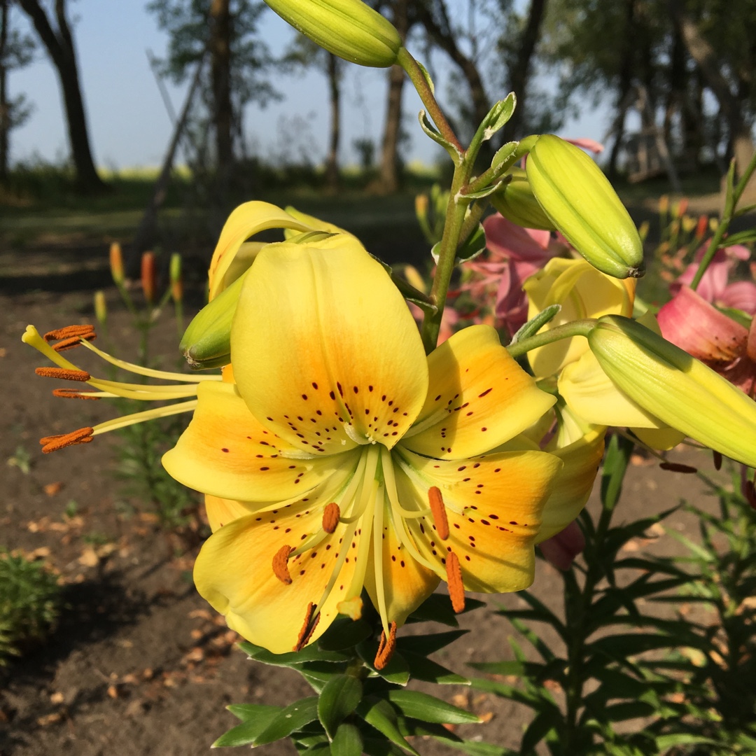 Lily Pollyanna (Asiatic) in the GardenTags plant encyclopedia