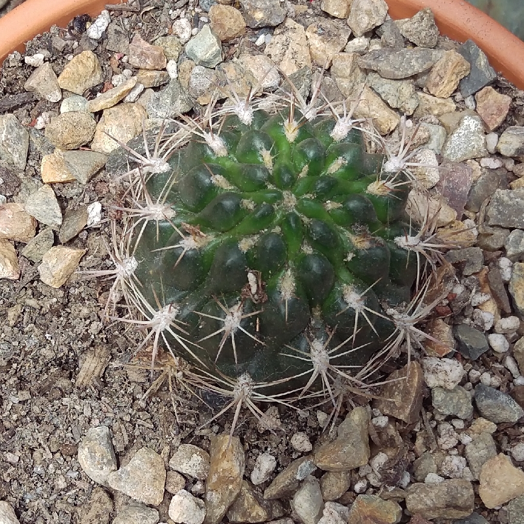 Rebutia neocumingii in the GardenTags plant encyclopedia