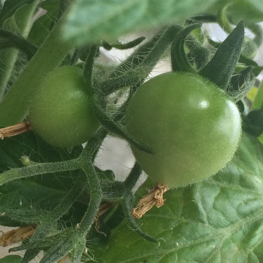 Tomato Balconi Yellow (Cherry Tomato) in the GardenTags plant encyclopedia