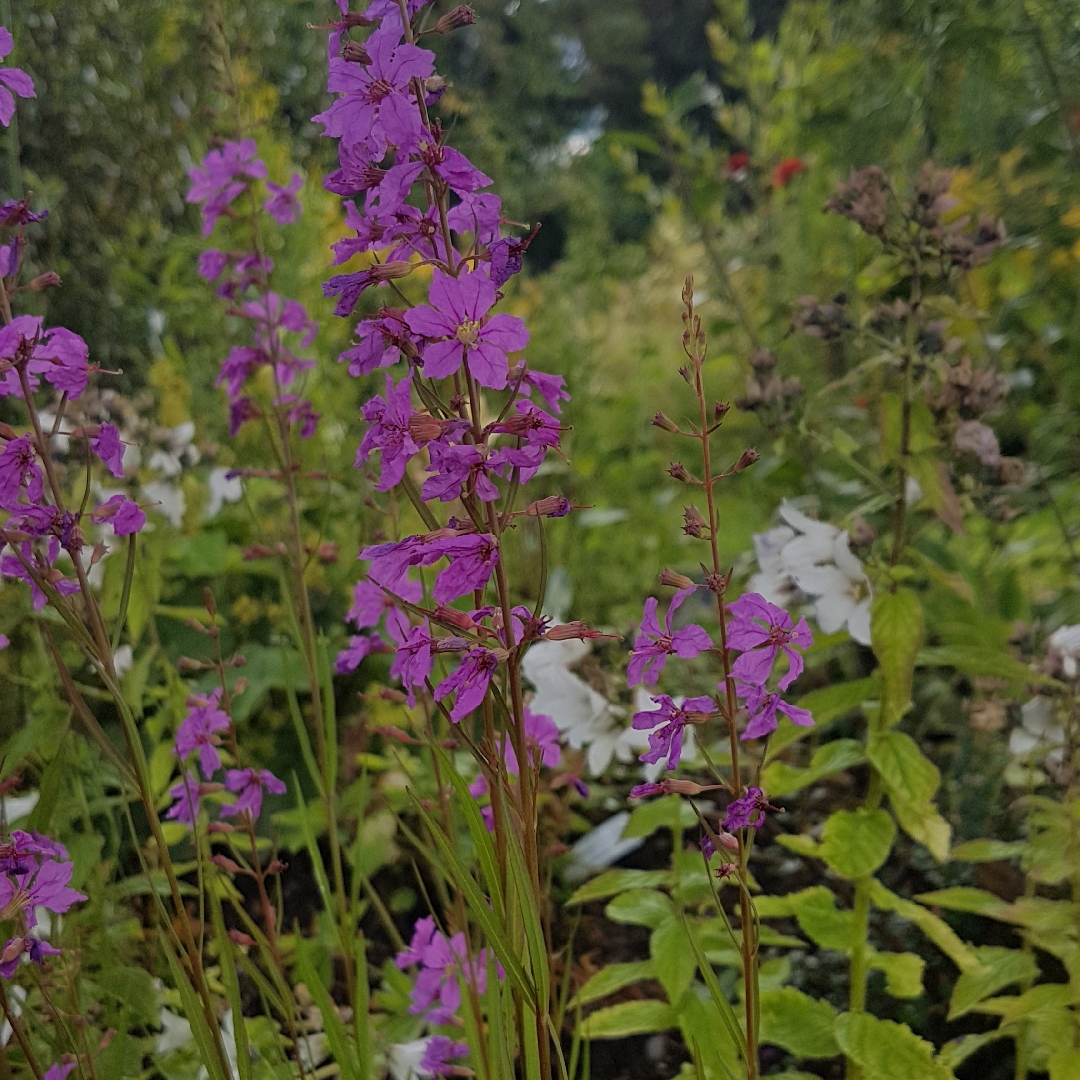 Purple Loosestrife Helene in the GardenTags plant encyclopedia