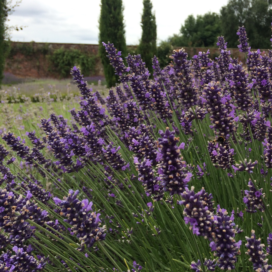 Lavender Olympia in the GardenTags plant encyclopedia