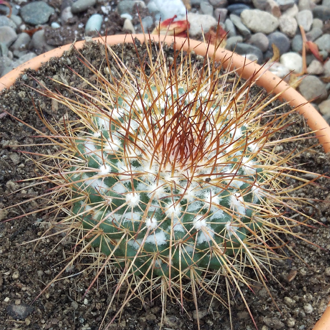 Mammillaria pettersonii in the GardenTags plant encyclopedia