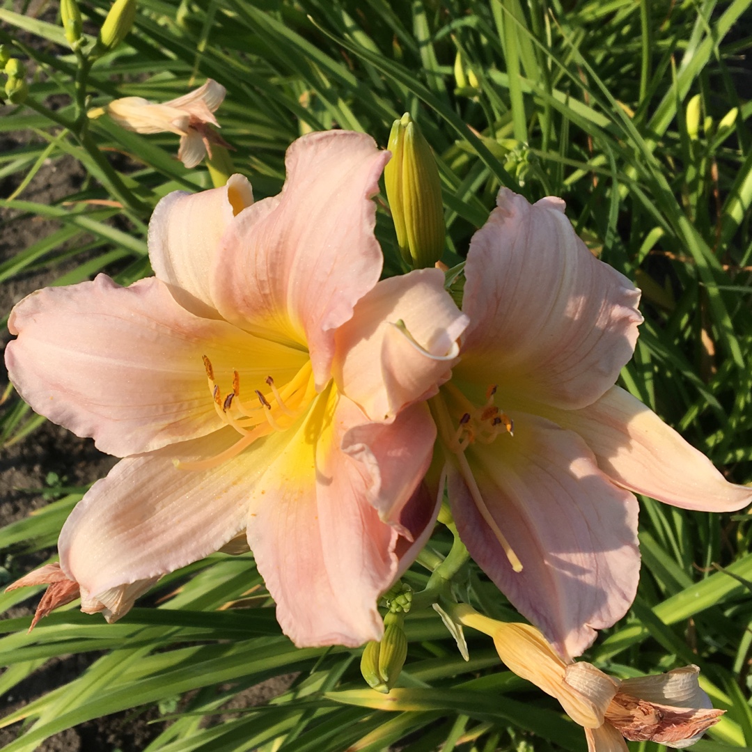 Hemerocallis 'Pink Monday', Daylily 'Pink Monday' in GardenTags plant ...