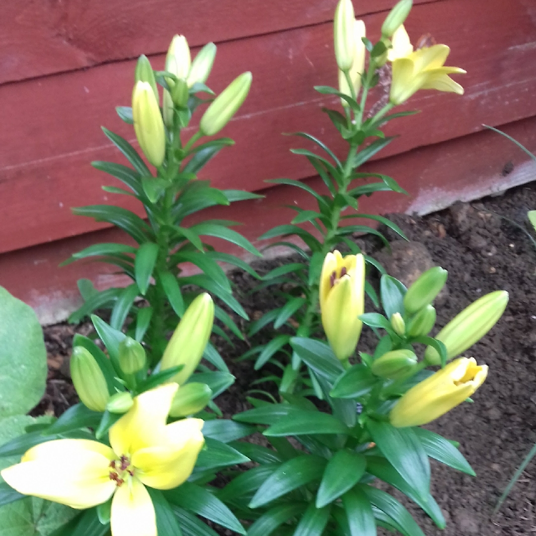 Lily Golden Jubilee (Asiatic) in the GardenTags plant encyclopedia