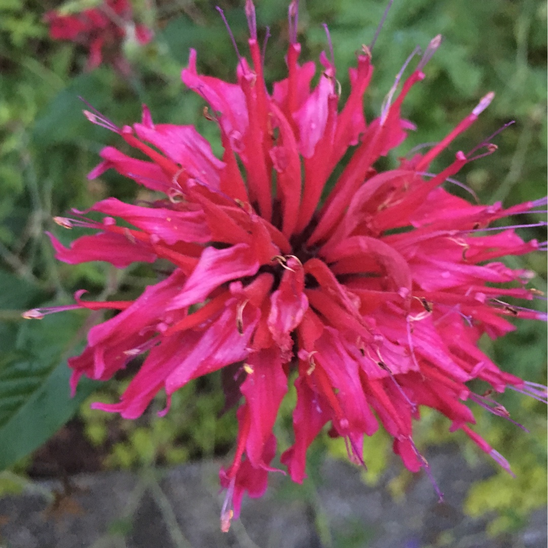 Dwarf Beebalm Petite Wonder in the GardenTags plant encyclopedia