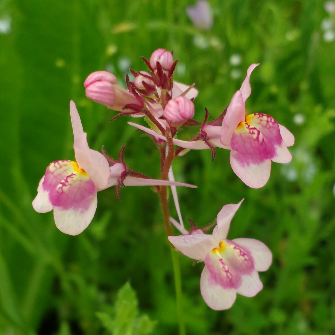 Toadflax Fairy Bouquet Group in the GardenTags plant encyclopedia