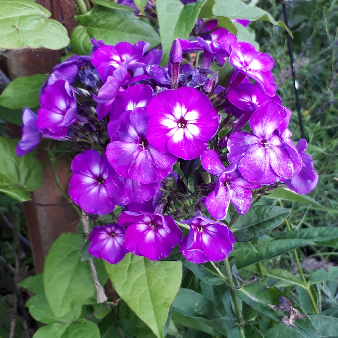 Phlox Adessa Special Purple Star in the GardenTags plant encyclopedia