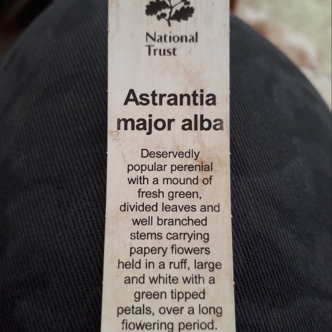 Masterwort Alba in the GardenTags plant encyclopedia