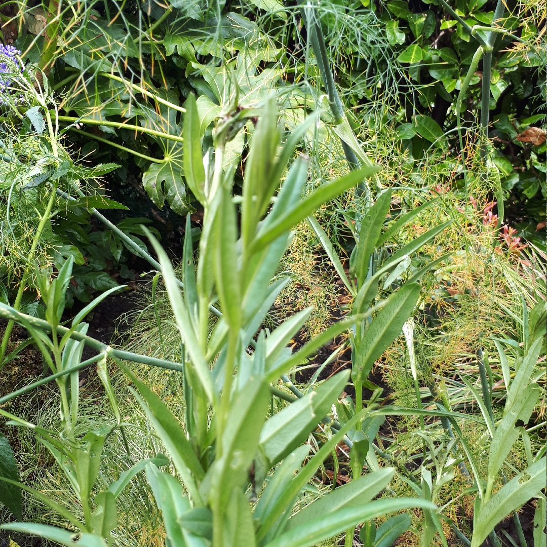 Willow-Leaved Loosestrife in the GardenTags plant encyclopedia