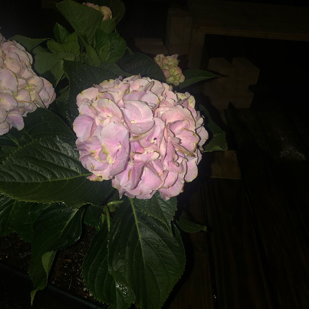 Hydrangea Champagne in the GardenTags plant encyclopedia