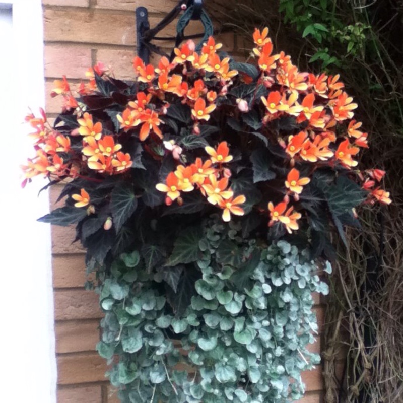 Trailing begonia Glowing Embers in the GardenTags plant encyclopedia