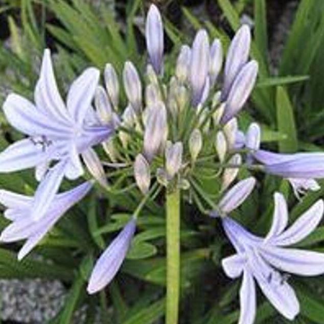 African Lily Wembworthy in the GardenTags plant encyclopedia