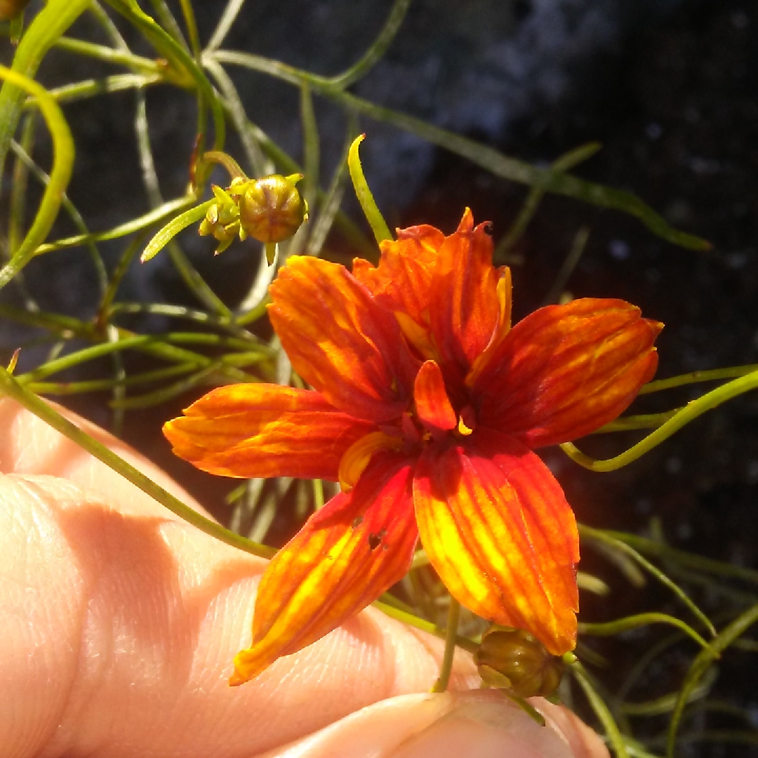 Threadleaf Coreopsis Sunset Strip in the GardenTags plant encyclopedia