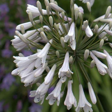 African Lily Windsor Grey in the GardenTags plant encyclopedia