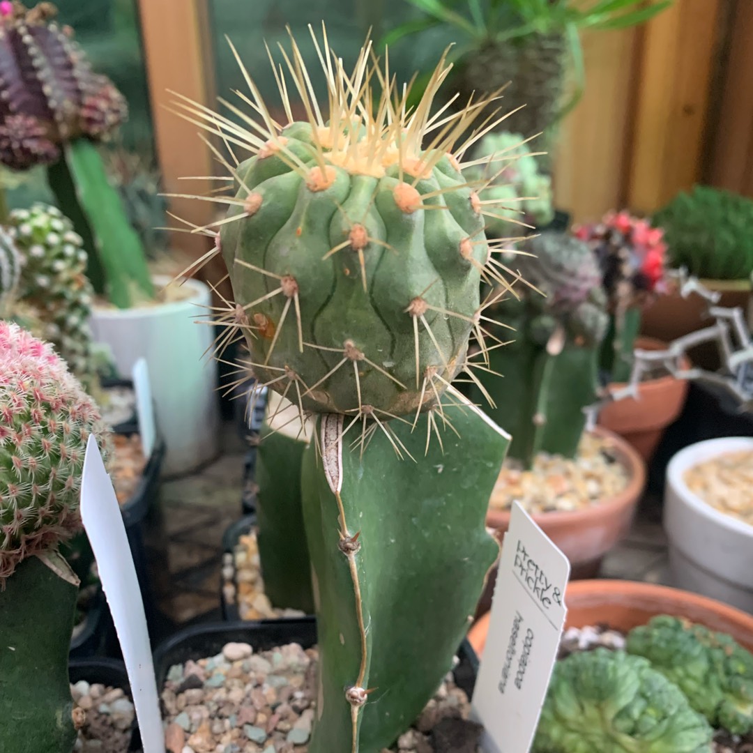 Copiapoa haseltoniana in the GardenTags plant encyclopedia