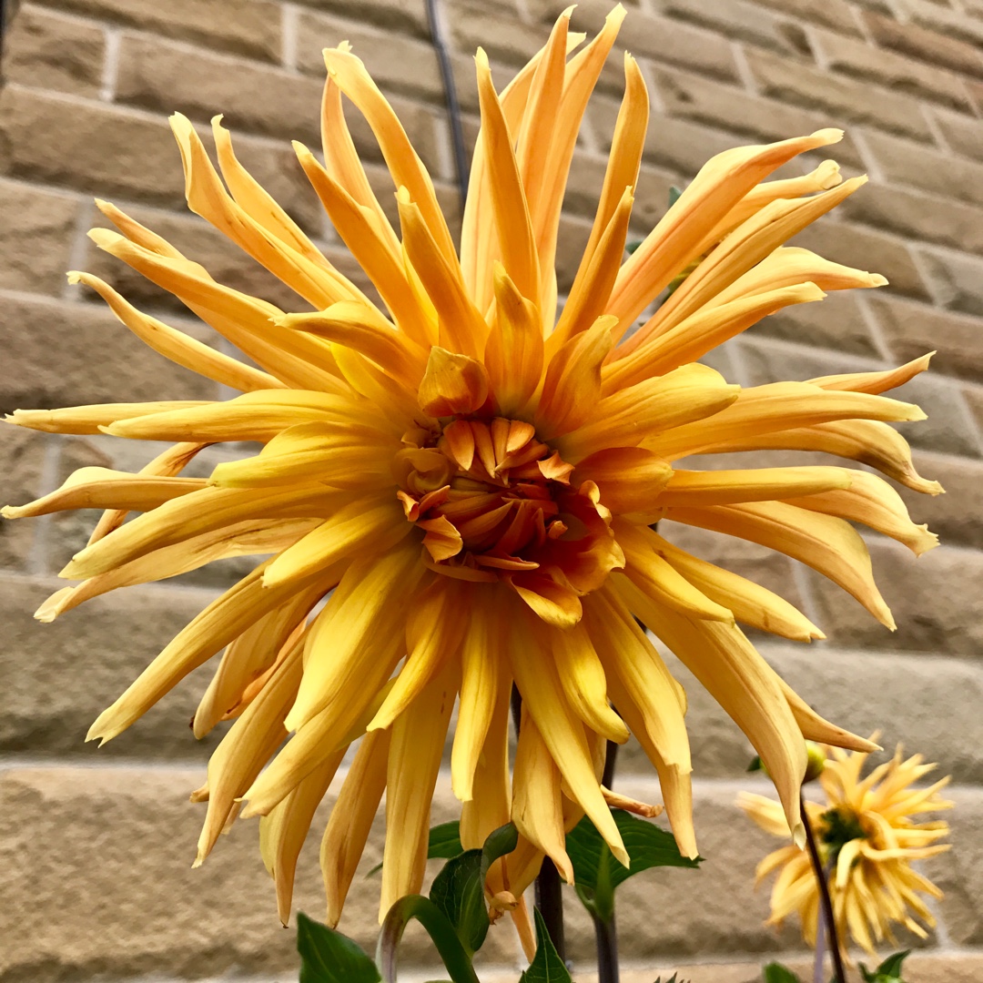 Dahlia Gold Crown in the GardenTags plant encyclopedia