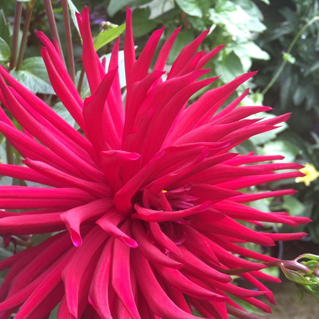 Dahlia Black Splendour in the GardenTags plant encyclopedia