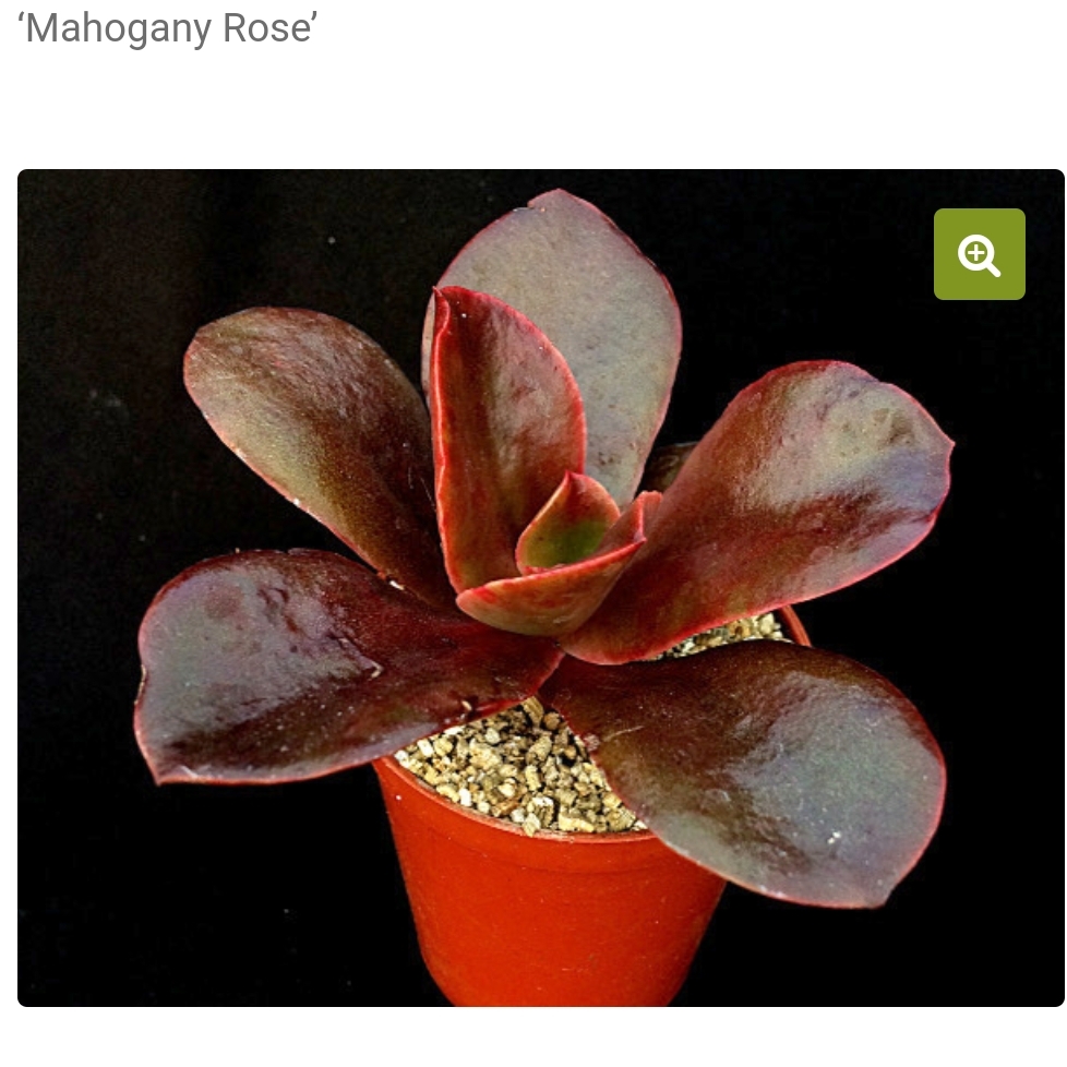 Echeveria Mahogany Rose in the GardenTags plant encyclopedia