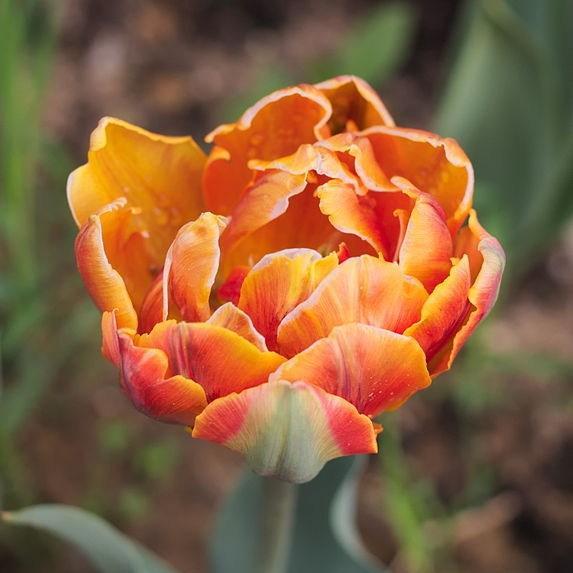 Tulip Orange Princess (Double Late) in the GardenTags plant encyclopedia