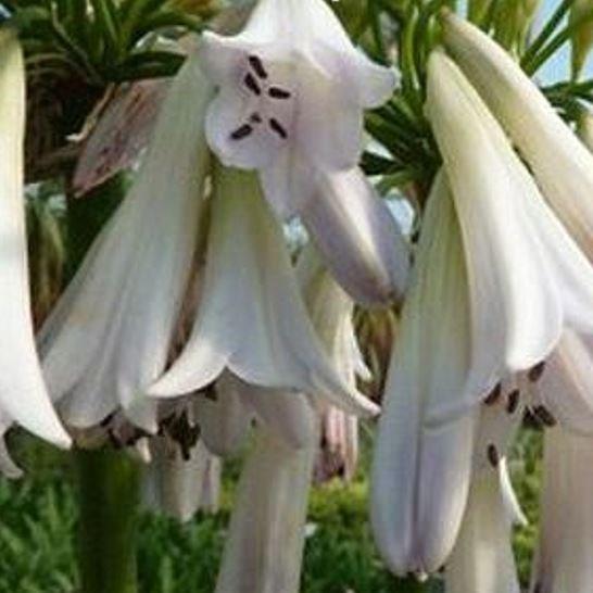 African Lily Crystal Drop in the GardenTags plant encyclopedia