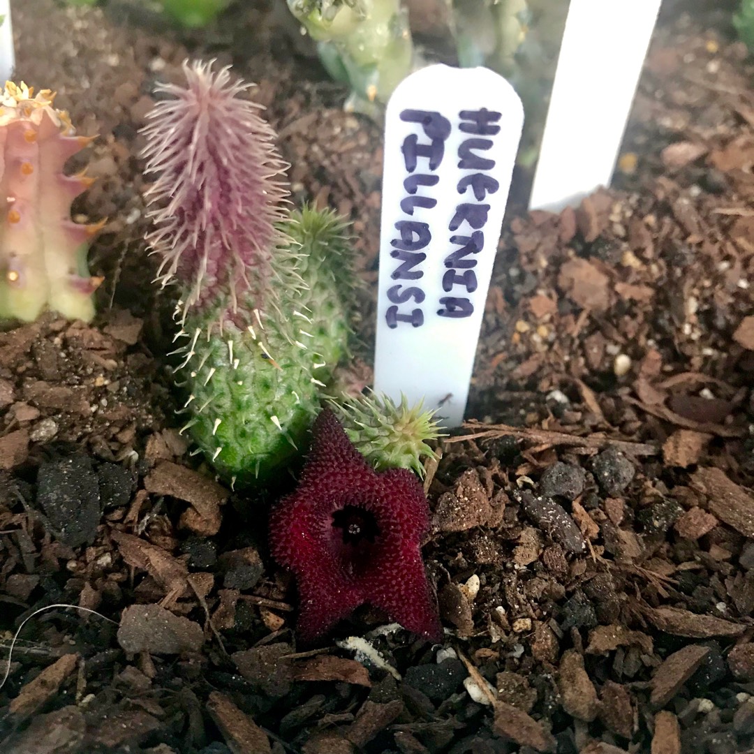 Cocklebur in the GardenTags plant encyclopedia