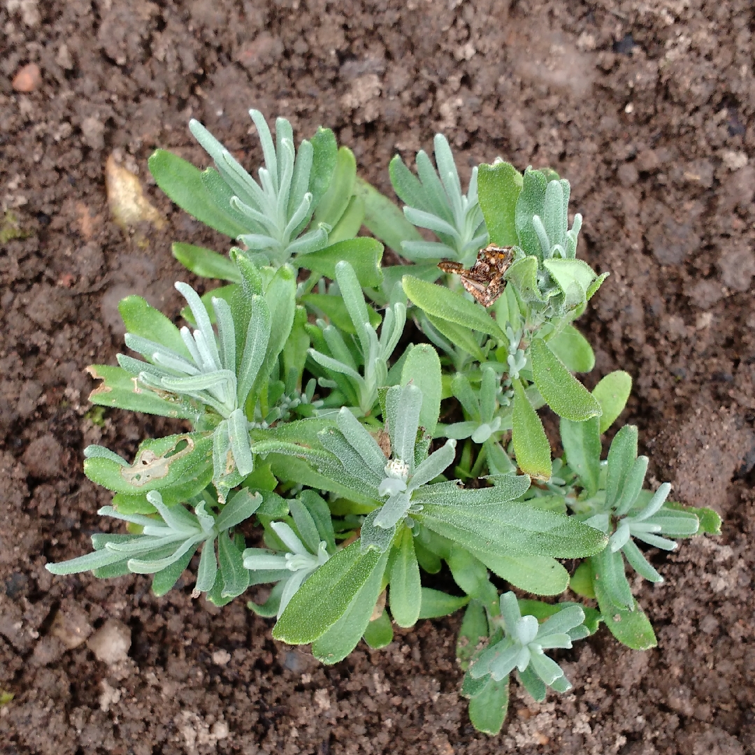 Lavender Ellagance Mix in the GardenTags plant encyclopedia