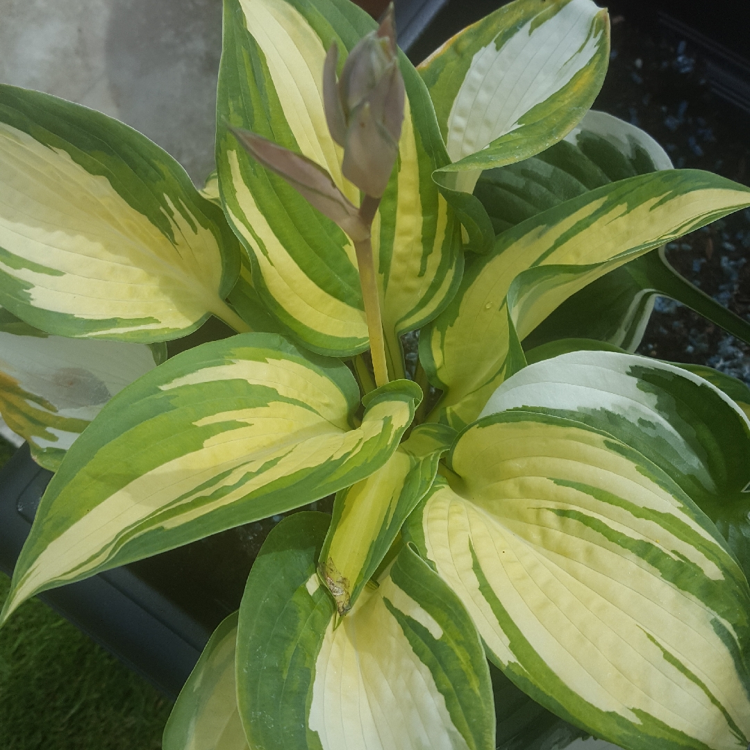 Plantain Lily Great Expectations in the GardenTags plant encyclopedia